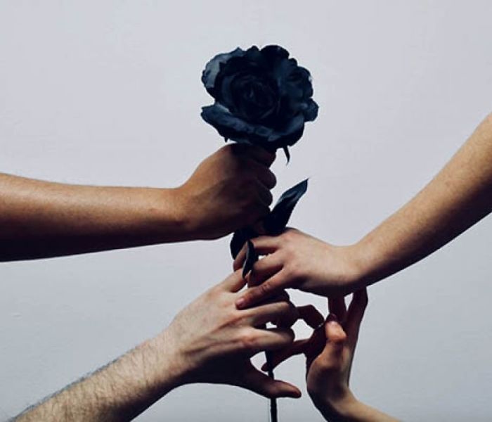 Four hands holding a black rose