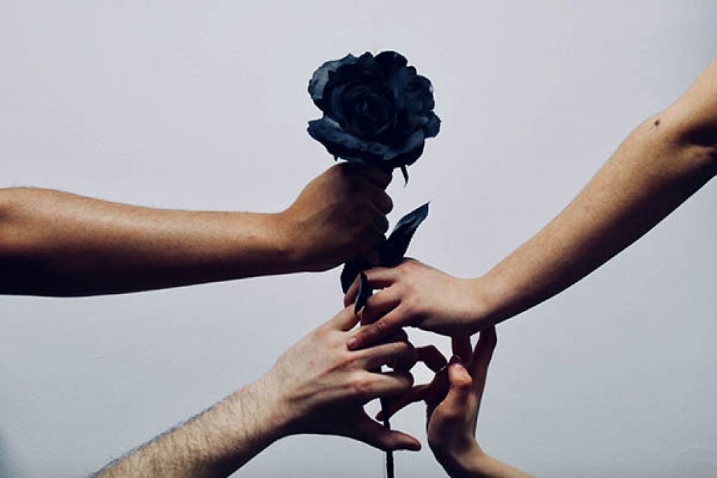 Four hands holding a black rose
